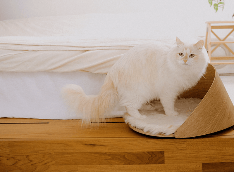Image of a white cat standing on top of a cat bed. The cat bed is on a hardwood floor. The background is white.